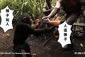 当猴子拿到大杀器会不会对准人类？！兽类的野性是否能驯服？！