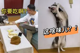 是我肤浅了！狗子看主人吃榴莲也想尝，过去一闻熏的直接站起来了视频封面