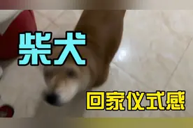 柴犬回家仪式感：有一只永远盼着主人归来的柴犬是什么感受？视频封面