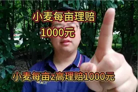 小麦农业险每亩最高理赔1000元，附理赔方法！视频封面