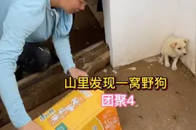 山里发现一窝野狗！昨天捉了一只今天捉了一只！大家想看它们团聚