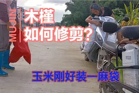 广东的7月刚收完水稻，现在又收玉米花生，一年2季忙不停视频封面