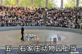 五一石家庄动物园门票150，没看到几个动物，人多天热，再也不去视频封面