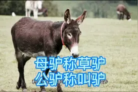 科普：母驴为啥称草驴？公驴为啥称叫驴？