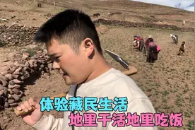 体验一天藏民生活，一排人给青稞地除草，中午饭就在地里解决视频封面