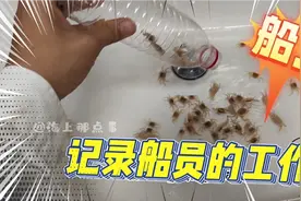 船员洗海水滤器洗出澳洲帝王蟹幼苗，结局你认同吗视频封面