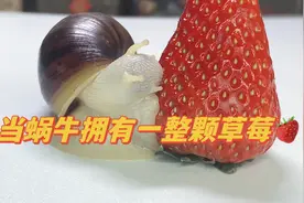 当蜗牛拥有一整颗草莓时……草莓太惨了！视频封面