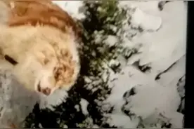 边牧被拴雪地3年，被救。视频封面