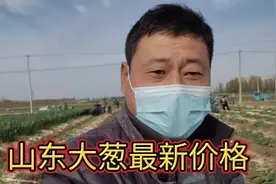 山东农民大哥种7亩大葱，亩产10000斤，看看收入多少钱？视频封面