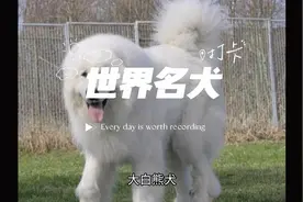 #大白熊 #拥有一只大狗狗太幸福了 世界名犬--大白熊