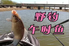 大风天气出来野钓午时鱼，风浪影响观漂，丢口严重视频封面