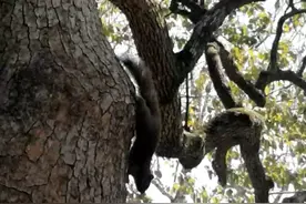杭州西湖樟树上的松鼠视频封面