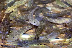 拿出农村捕鱼神器，到小溪里抓鱼、抓虾、抓螃蟹，收获满满视频封面