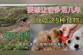 人类常吃的食物，狗狗吃了也能多活几年，不仅少生病而且还爱吃视频封面