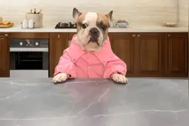 小小点不是一班的狗 那是三班班长 也是有讲究有身份的狗