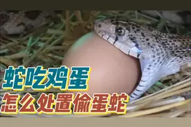 遇到蛇偷吃鸡蛋，整个蛋吞了，怎么消化的呢？怎么处置偷蛋的蛇？