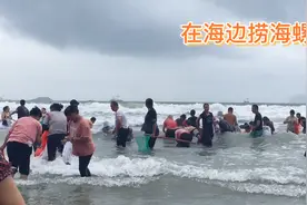 广东一沙滩，台风过后打捞的海螺人山人海，一个女孩划破脚出大血