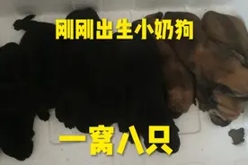 7年老母狗配种次数达到9次，怀孕两个月产下一窝八只胖嘟嘟奶狗视频封面