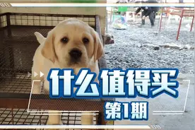 最适合家庭养的伴侣犬