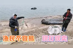 赶海啦！新鲜梭鱼5元一斤，现打现卖。当渔民不容易啊！视频封面