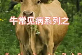 母牛子宫吊球的原因是什么？母牛子宫吊球的治疗方法是什么？