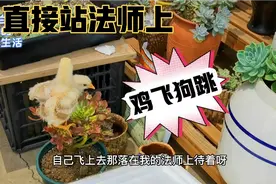 农家院非要养两只鸡，多肉领地直接被鸡占领，这才是鸡飞狗跳视频封面