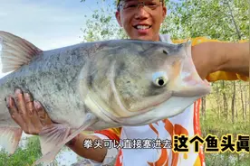 野钓鲢鳙，鱼钩特别重要！选择合适的鱼钩，正口几率非常高！视频封面