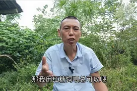 红糖能不能喂蜜蜂？白糖喂蜂为何不能熬？很多师傅都不知道视频封面