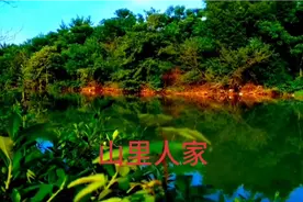湘西山区农村果园，依山傍水。柿子树长满山间河边，好一幅风景视频封面
