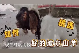 波尔山羊价格高低，为啥大耳朵长耳朵厚耳朵是重要指标？原因简单
