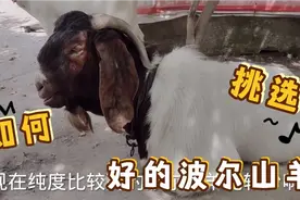 波尔山羊价格高低，为啥大耳朵长耳朵厚耳朵是重要指标？原因简单