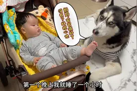 六个月的宝宝感染新冠，狗狗担心他寸步不离地守着他，看哭了！视频封面