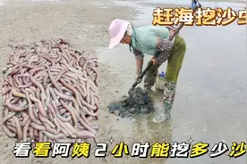 实拍湛江渔民赶海挖沙虫，熟练手法把沙虫挖出来，看着好过瘾呀