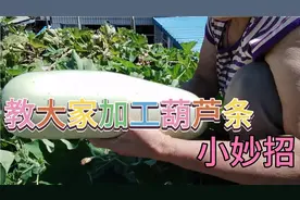 老太和大家分享妙招加工葫芦条，晒得白，还干得快，干净又卫生