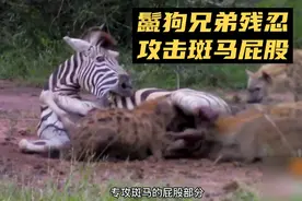 鬣狗兄弟围攻落单斑马，专挑屁股部分下手，狠毒程度令人心惊胆战视频封面