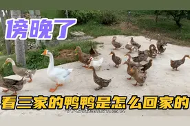 看看鸭子的记忆力有多强，一镜到底看看三家的鸭鸭是怎么回家的？视频封面