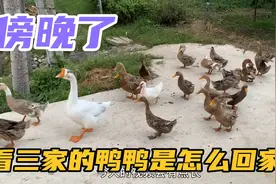 看看鸭子的记忆力有多强，一镜到底看看三家的鸭鸭是怎么回家的？视频封面