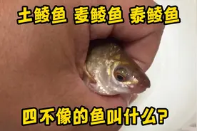 土鲮鱼麦鲮鱼泰鲮鱼，四不像的鱼叫什么？