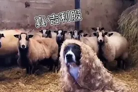 狗：我是你们的奶奶，穿上吉利服就不认识了吗？视频封面