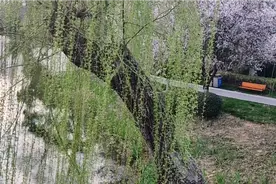 维瓦尔第《四季  春》（阿兰娜小提琴）视频封面