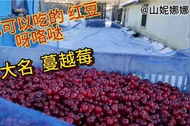 在东北红豆（呀咯哒--大名“蔓越莓”）是可以吃的，原一中 二小视频封面