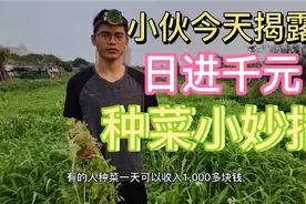 今天种菜小伙揭露连同行都不知道可以日卖千元的种菜小方法！视频封面