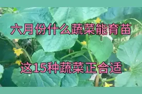 6月份什么蔬菜能育苗？这15种耐热蔬菜正适合，大家别忘了