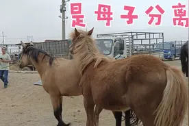 用大马引领小马上车，母子分离！无奈的离别！视频封面