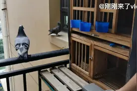 不足一平米的阳台养鸽子，我是如何把鸽子养的这么听话#信鸽视频封面