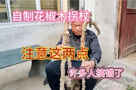 76岁老人自制花椒木拐杖，强身健体作用真不小，给多少钱都不卖视频封面