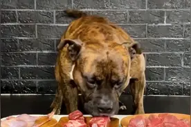 比特犬用餐，鹌鹑 羊肉 牛舌 烤野猪骨杂肉