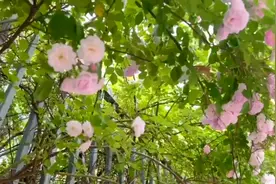 五月蔷薇花正开视频封面