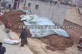 丹参分捡，大条，种子，视频封面