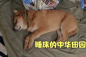 花200买的中华田园犬，喜欢跑到我的床上睡，这狗实在太懒了